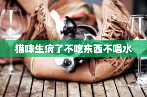 貓咪生病了不吃東西不喝水