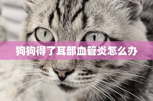 狗狗得了耳部血管炎怎么辦
