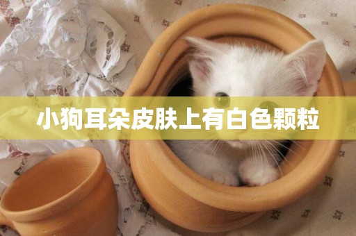 小狗耳朵皮膚上有白色顆粒