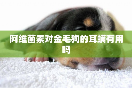 阿維菌素對金毛狗的耳螨有用嗎