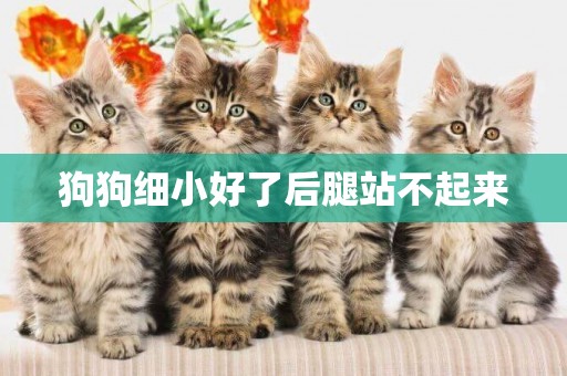 狗狗細小好了后腿站不起來