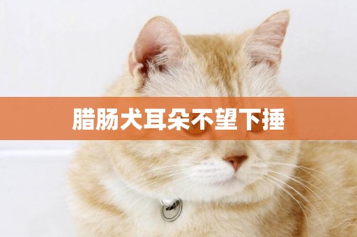 臘腸犬耳朵不望下捶