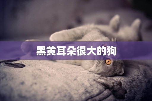 黑黃耳朵很大的狗