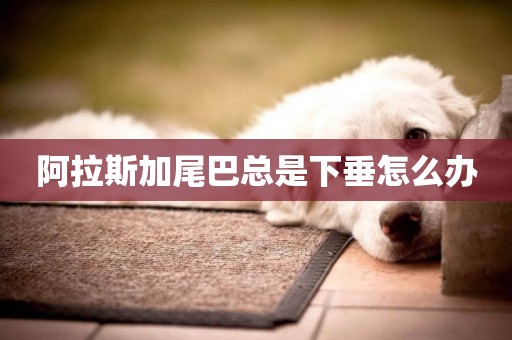 阿拉斯加尾巴總是下垂怎么辦