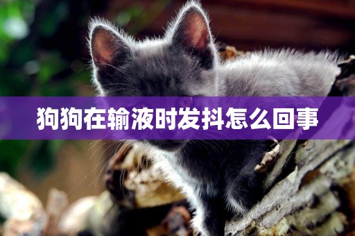 狗狗在輸液時發抖怎么回事