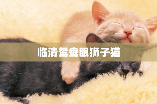 臨清鴛鴦眼獅子貓