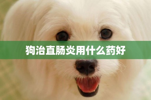狗治直腸炎用什么藥好