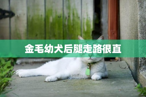 金毛幼犬后腿走路很直