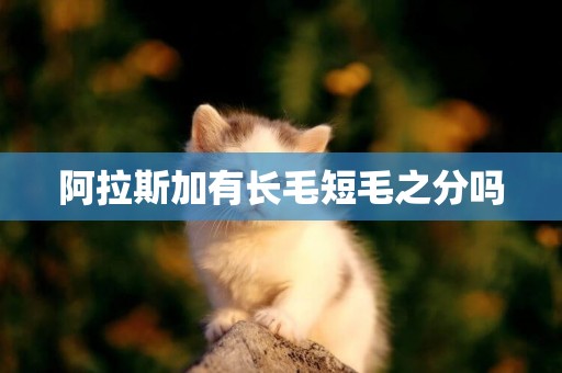 阿拉斯加有長毛短毛之分嗎