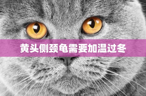 黃頭側頸龜需要加溫過冬