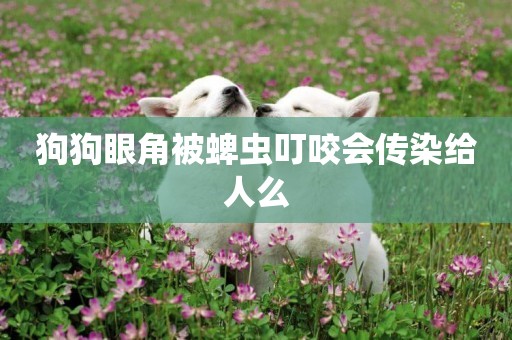 狗狗眼角被蜱蟲叮咬會傳染給人么