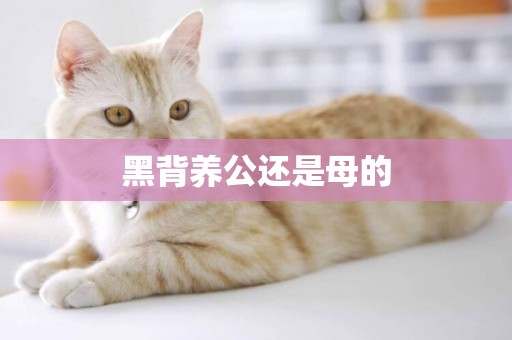 黑背養公還是母的