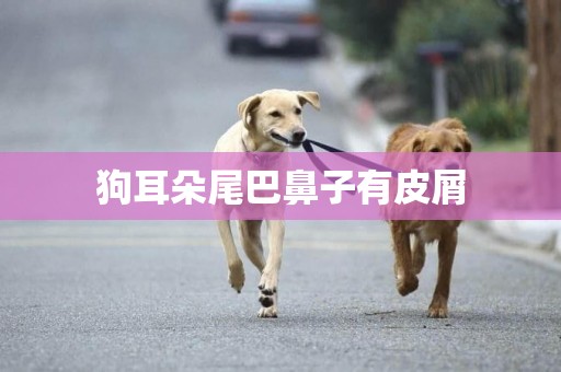 狗耳朵尾巴鼻子有皮屑