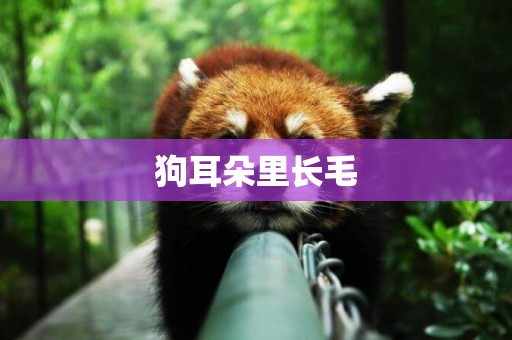 狗耳朵里長毛