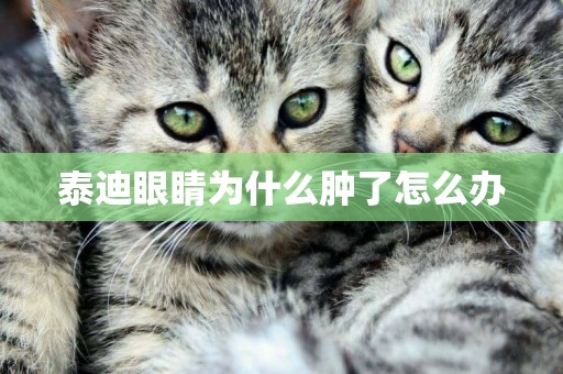 泰迪眼睛為什么腫了怎么辦