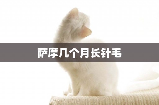薩摩幾個月長針毛