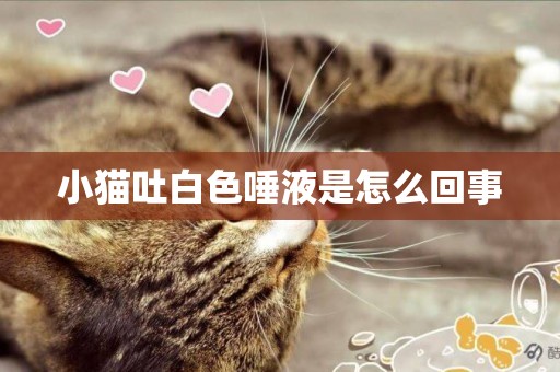 小貓吐白色唾液是怎么回事