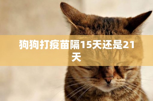 狗狗打疫苗隔15天還是21天