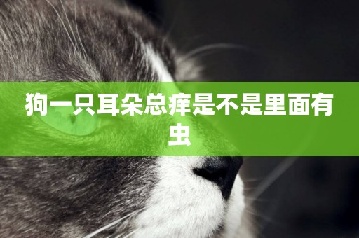 狗一只耳朵總癢是不是里面有蟲