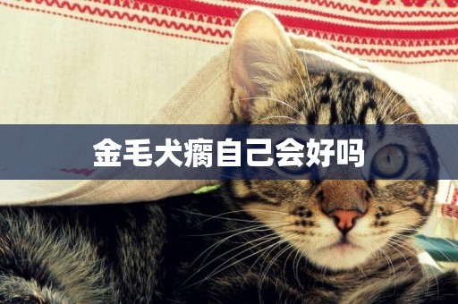 金毛犬瘸自己會好嗎