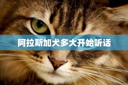 阿拉斯加犬多大開始聽話