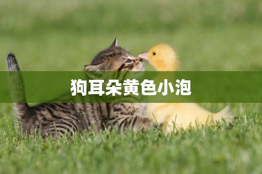 狗耳朵黃色小泡