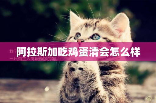 阿拉斯加吃雞蛋清會怎么樣