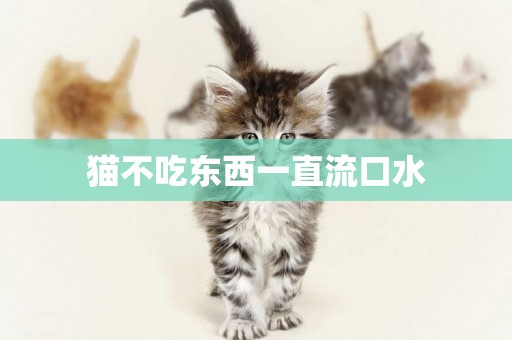 貓不吃東西一直流口水