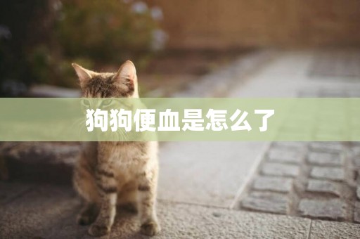 狗狗便血是怎么了