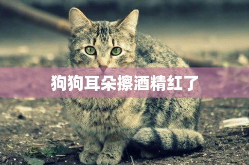 狗狗耳朵擦酒精紅了