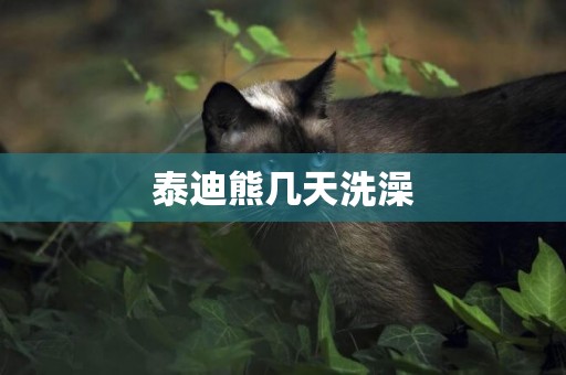 泰迪熊幾天洗澡