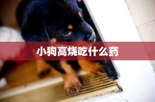 小狗高燒吃什么藥