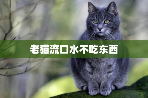 老貓流口水不吃東西