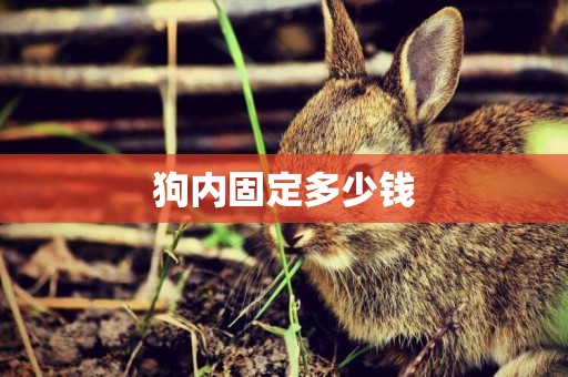 狗內固定多少錢