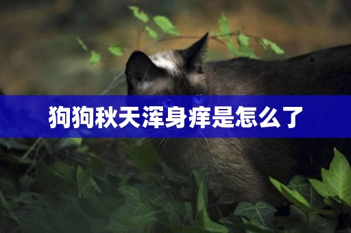狗狗秋天渾身癢是怎么了