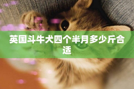 英國斗牛犬四個半月多少斤合適