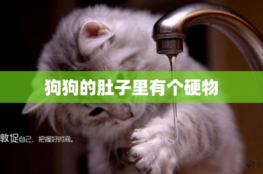 狗狗的肚子里有個硬物