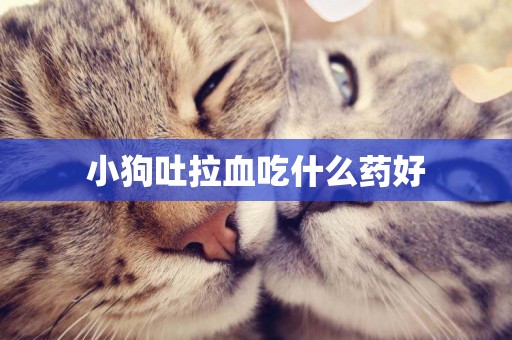 小狗吐拉血吃什么藥好