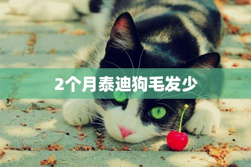 2個月泰迪狗毛發少