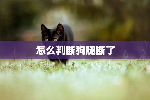 怎么判斷狗腿斷了