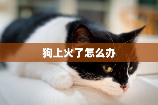 狗上火了怎么辦