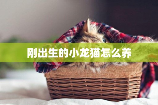 剛出生的小龍貓怎么養