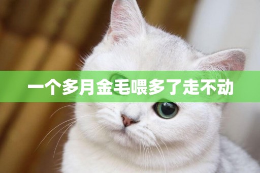 一個多月金毛喂多了走不動