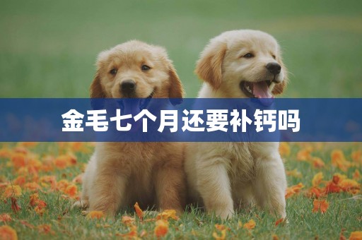 金毛七個月還要補鈣嗎