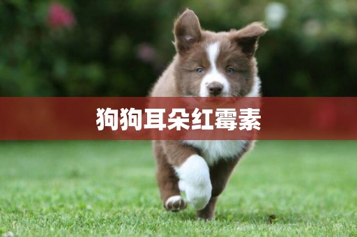 狗狗耳朵紅霉素