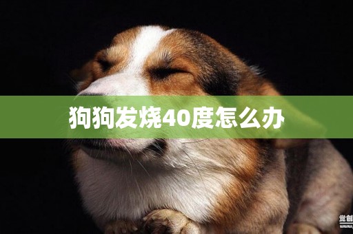 狗狗發燒40度怎么辦