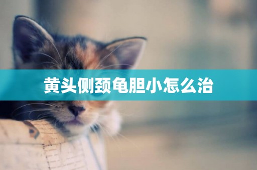 黃頭側頸龜膽小怎么治