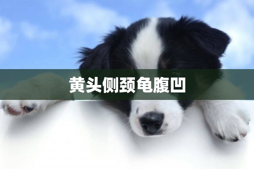 黃頭側頸龜腹凹