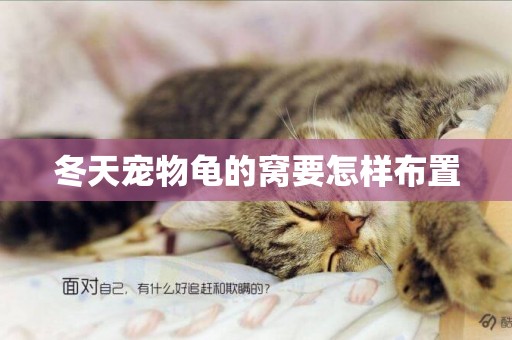 冬天寵物龜的窩要怎樣布置