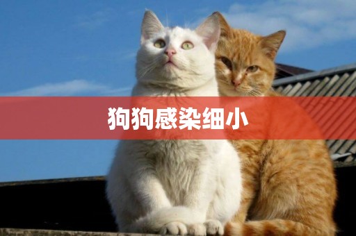 狗狗感染細小